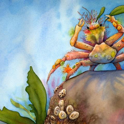Sea Star Wishes: Decorator Crab