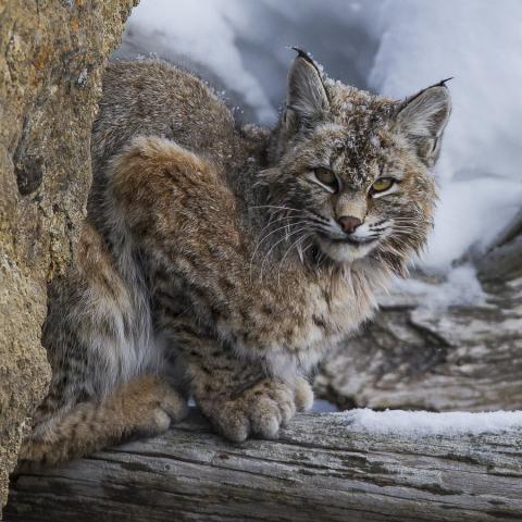 Bobcat Yellowstone